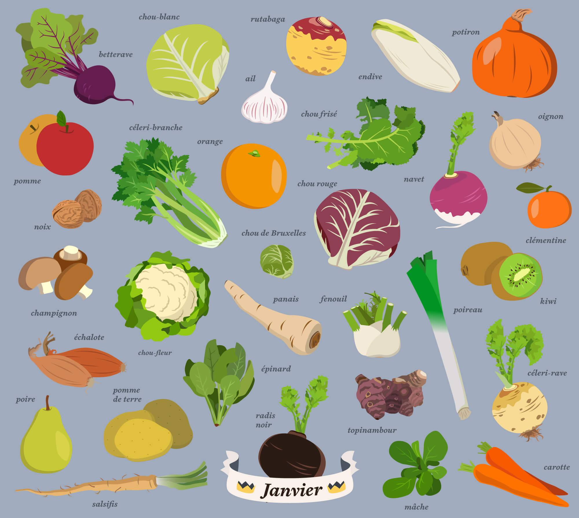 fruits et légumes de saison, illustrations, janvier, calendrier